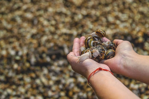 Pond Snails Volume II: Invasive Pond Snails & Strategies