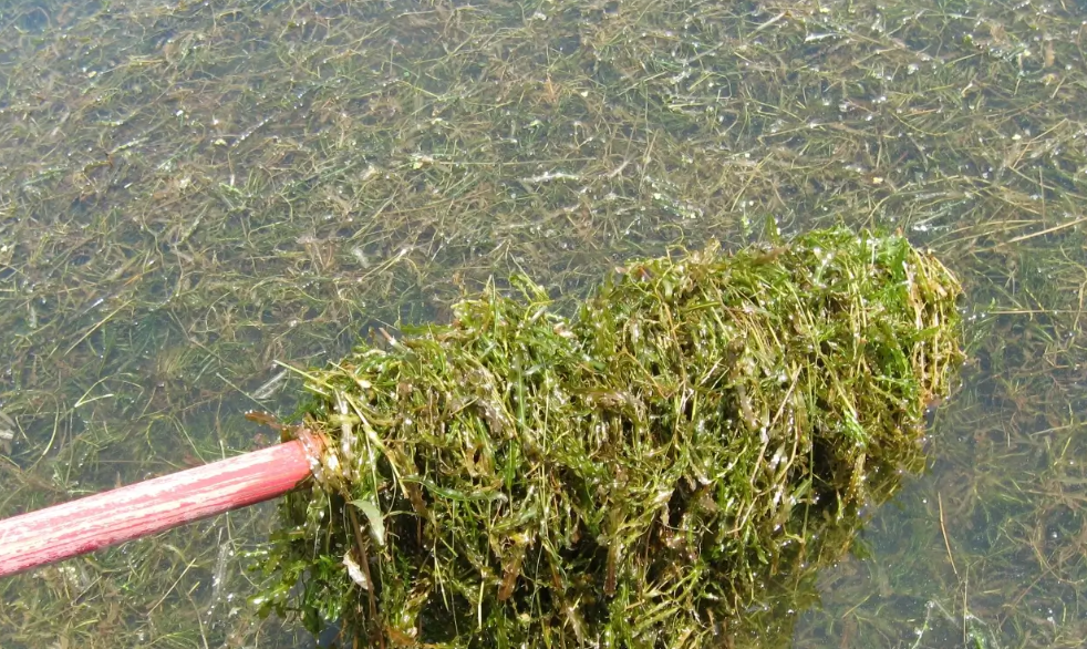 Pond Weeds: Control, Herbicides & Identification Guide