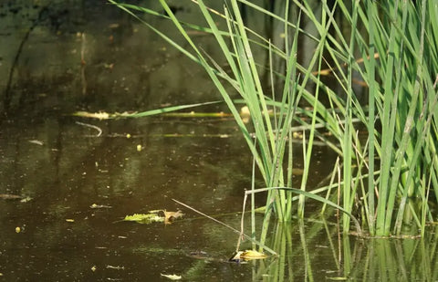 Pond Weeds Identification: A Guide from a Pond Specialist