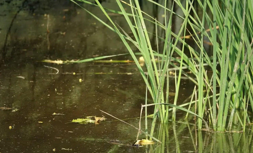 Pond Weeds Identification: A Guide from a Pond Specialist