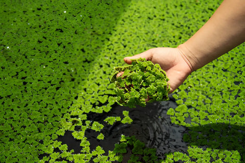 Pond Weeds Identification: A Guide from a Pond Specialist