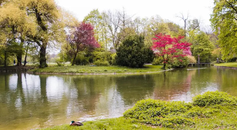 Exploring the Vibrant Ecosystem of Springtime Large Ponds: A Dive into Benthos, Aquatic Insects, and Nutrient Balance