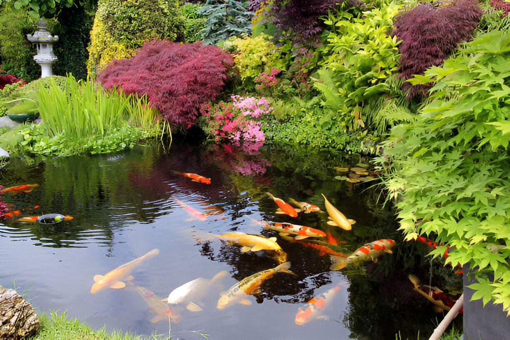 How Do Fish Get in Ponds?