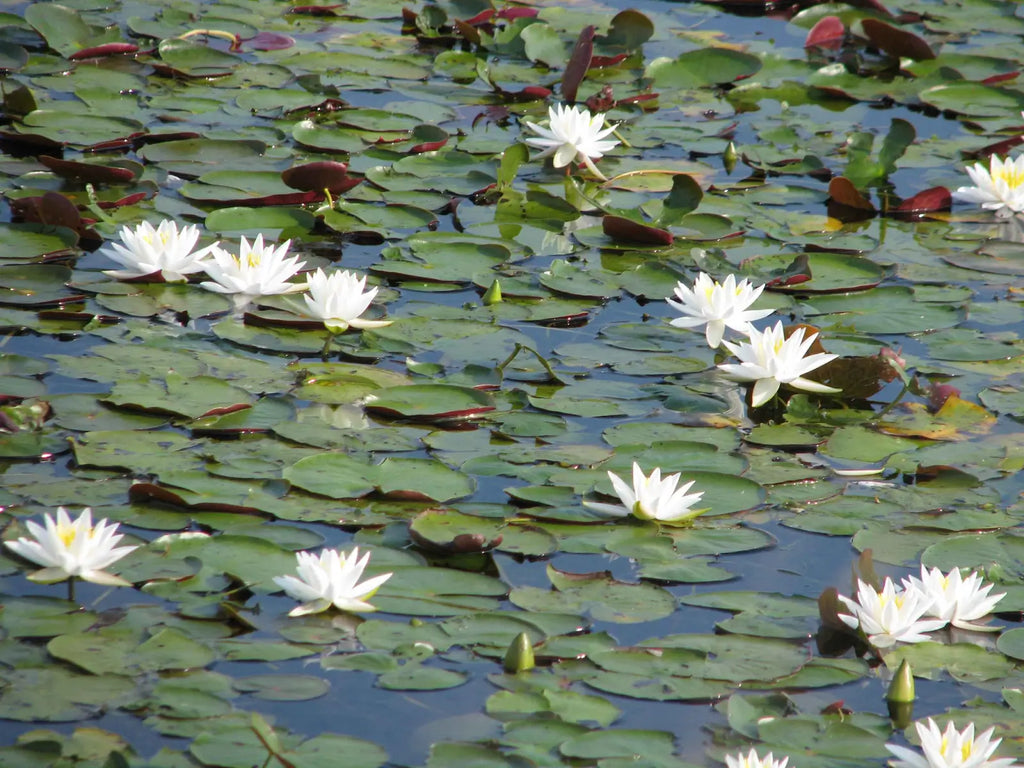 Lily pads flower in pond