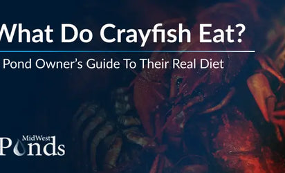 What Do Crayfish Eat? A Pond Owner’s Guide to Their Real Diet