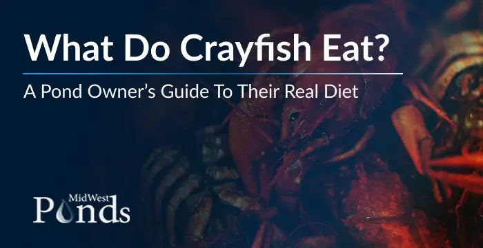 What Do Crayfish Eat? A Pond Owner’s Guide to Their Real Diet