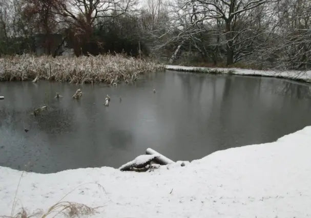 How to Winterize a Pond in the USA: Regional Guide (North vs South)
