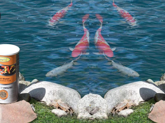 Koi Food and Small Backyard Ponds