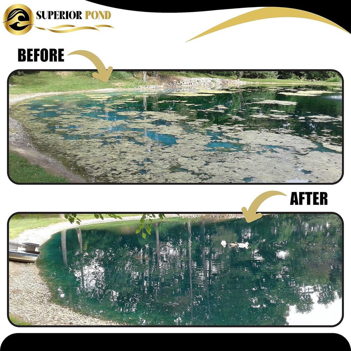 Superior Pond Liquid Bacteria Probiotic
