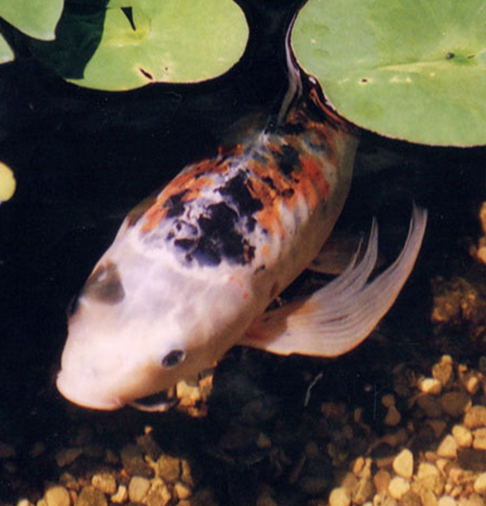 Easy Pro Pond Products Feature: